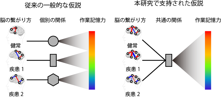 脳の繋がり方と作業記憶力の関係