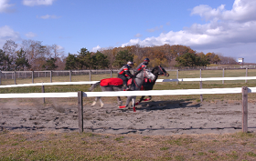 8Kカメラで撮影した軽種馬