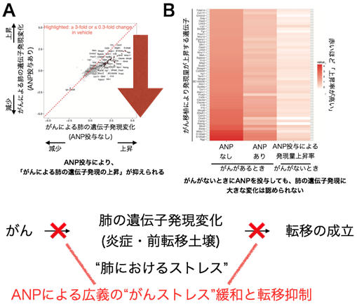 ANPによる講義のがんストレス緩和と転移制御について