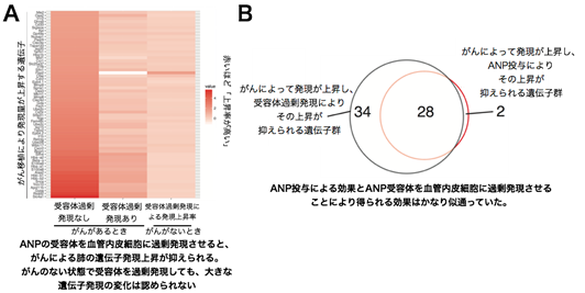 がんストレス緩和ホルモンとしての効果