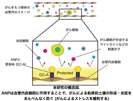 本研究の概念図