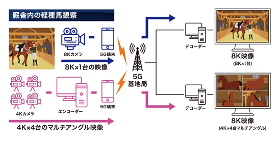 厩舎内の軽種馬観察