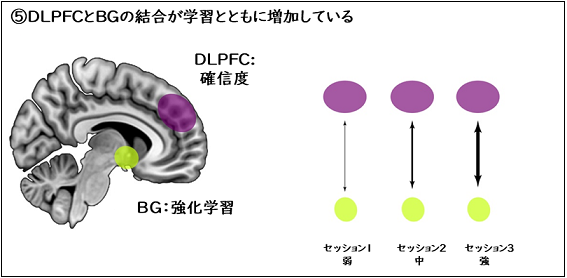 DLPFC（背外側前頭前野）とBG（大脳基底核）との結合が学習とともに強まる